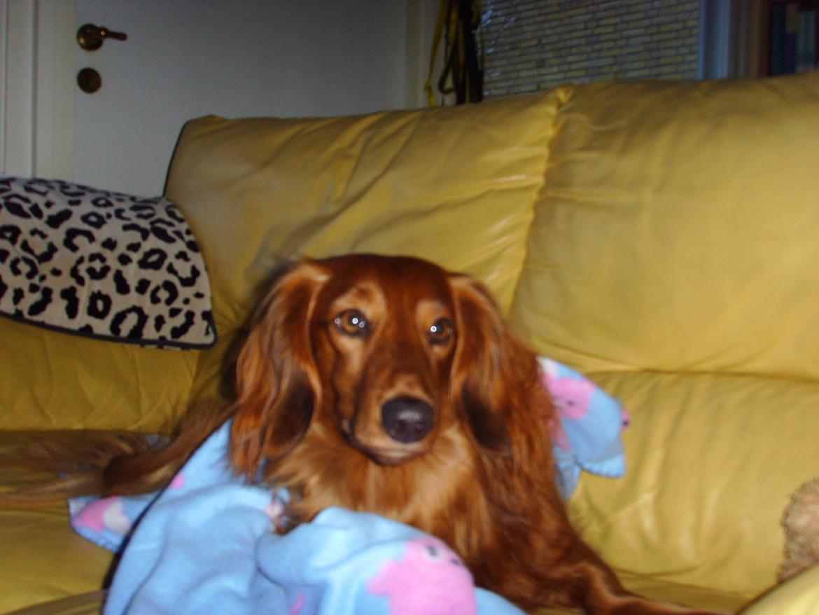 Gravhund Tiger billede 3