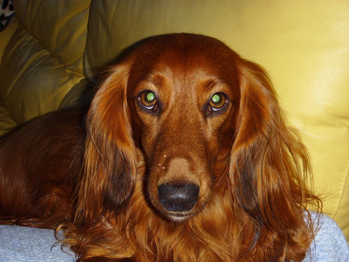 Gravhund Tiger billede 4