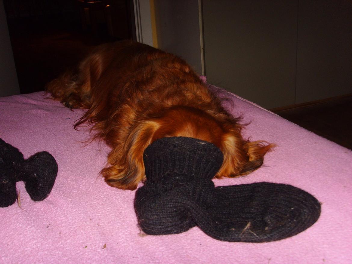 Gravhund Tiger billede 5