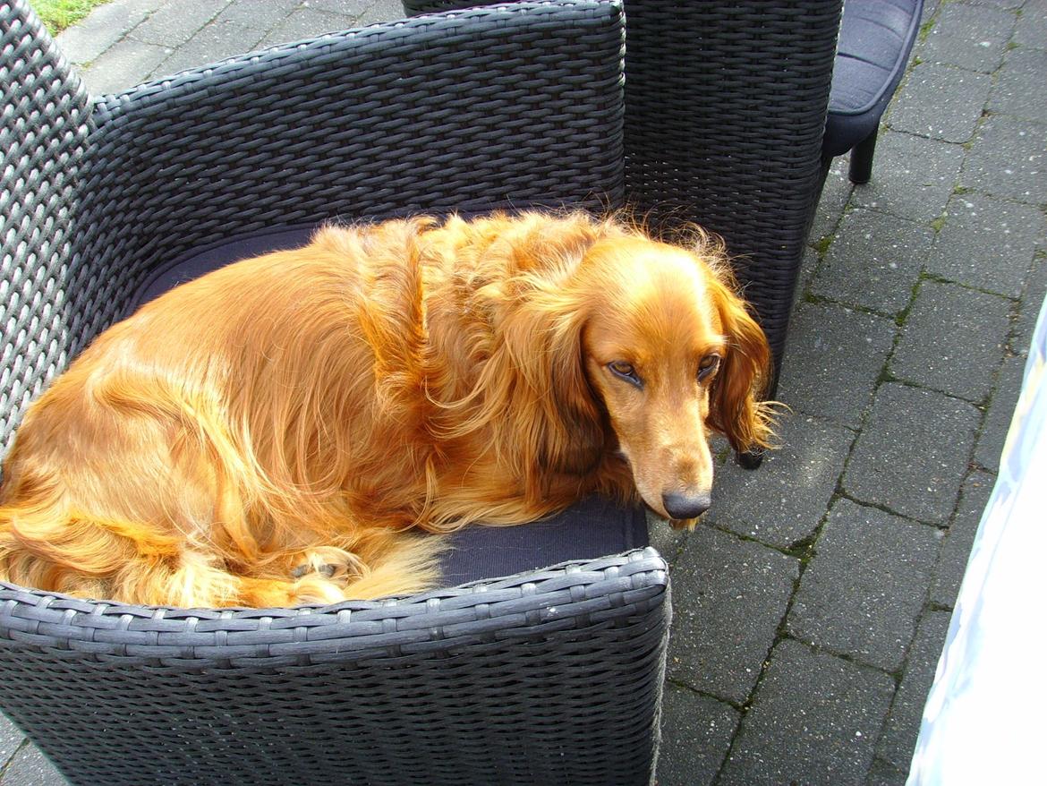 Gravhund Tiger billede 6