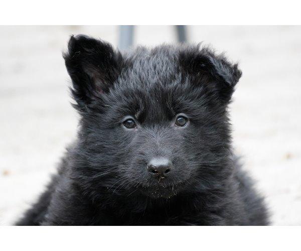 Schæferhund Jenager´s Call      "  Ghost  " - Ghost som 3-4 ugers hvalp, dengang vi gik og syntes at ventetiden var laaaaaang.  billede 1