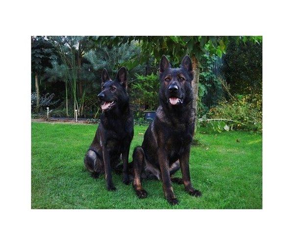 Schæferhund Jenager´s Call      "  Ghost  " - Far Dario & Mor Emma billede 2