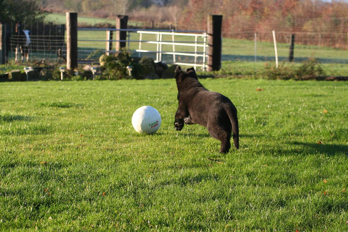 Schæferhund Jenager´s Call      "  Ghost  " - Jeg har den ... Jeg har den... billede 3