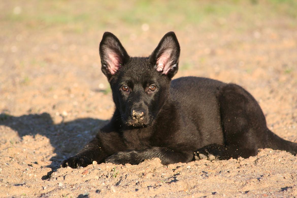 Schæferhund Jenager´s Call      "  Ghost  " - Mig..??? Nej nej jeg graver da ikke i din ridebane... !!  billede 4
