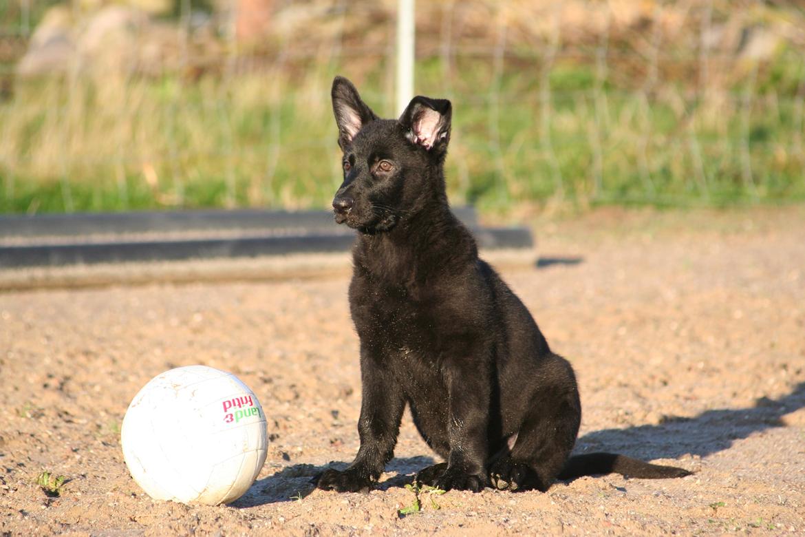 Schæferhund Jenager´s Call      "  Ghost  " billede 5
