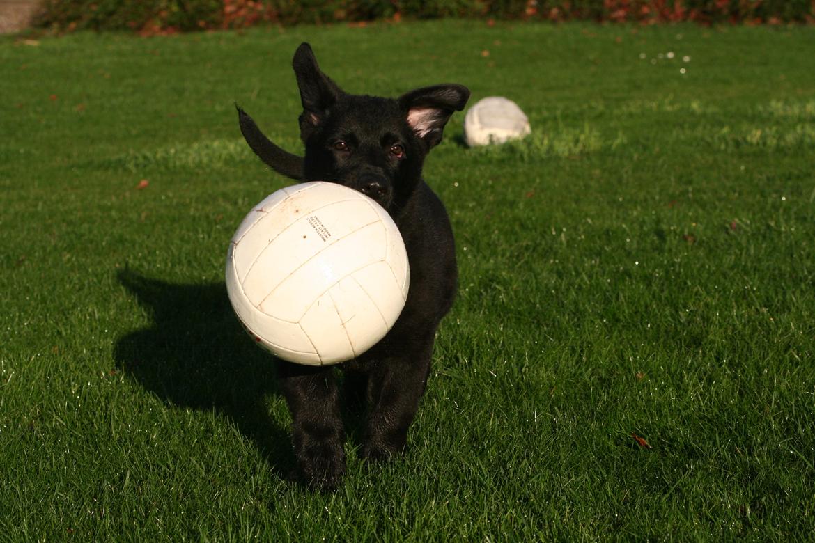 Schæferhund Jenager´s Call      "  Ghost  " billede 6