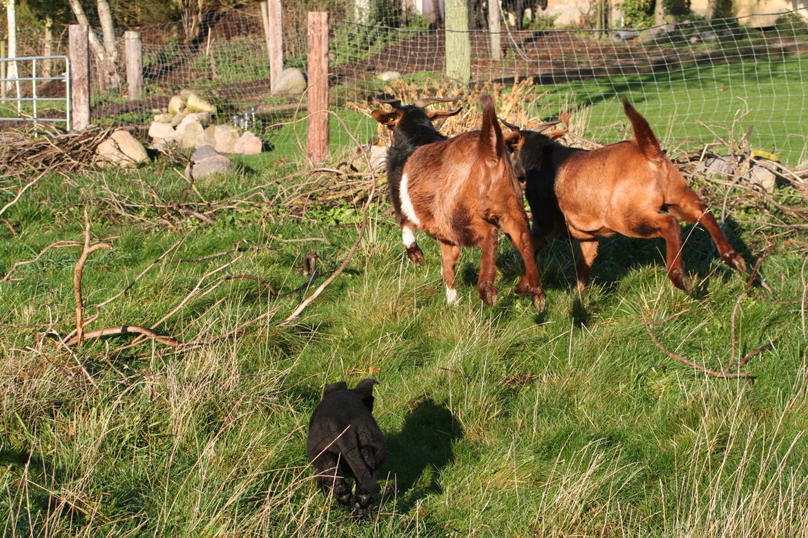 Schæferhund Jenager´s Call      "  Ghost  " billede 7