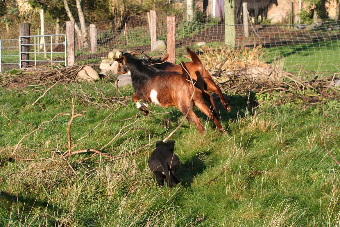 Schæferhund Jenager´s Call      "  Ghost  " billede 8