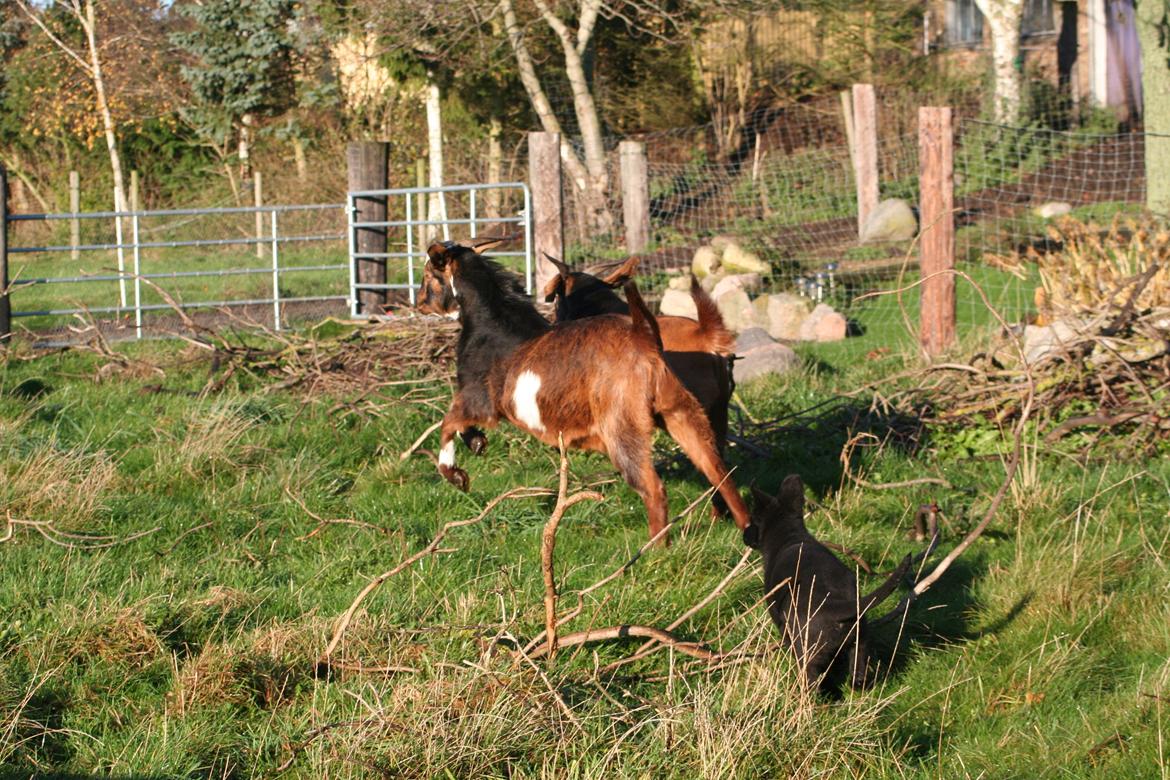 Schæferhund Jenager´s Call      "  Ghost  " billede 9