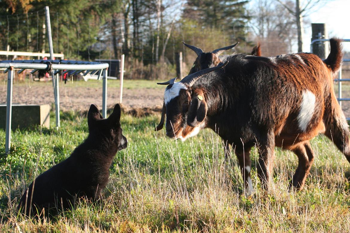 Schæferhund Jenager´s Call      "  Ghost  " billede 10
