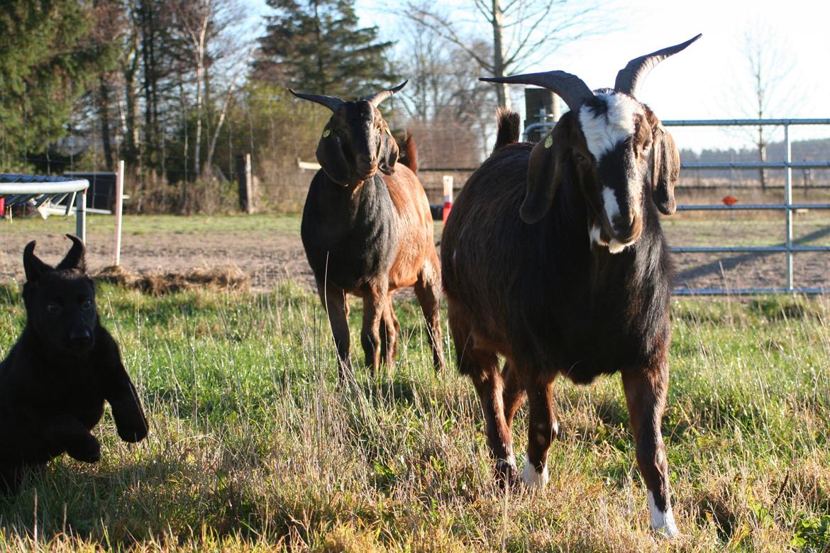 Schæferhund Jenager´s Call      "  Ghost  " billede 11