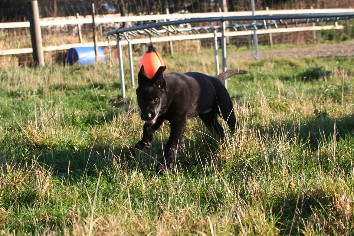 Schæferhund Jenager´s Call      "  Ghost  " billede 12