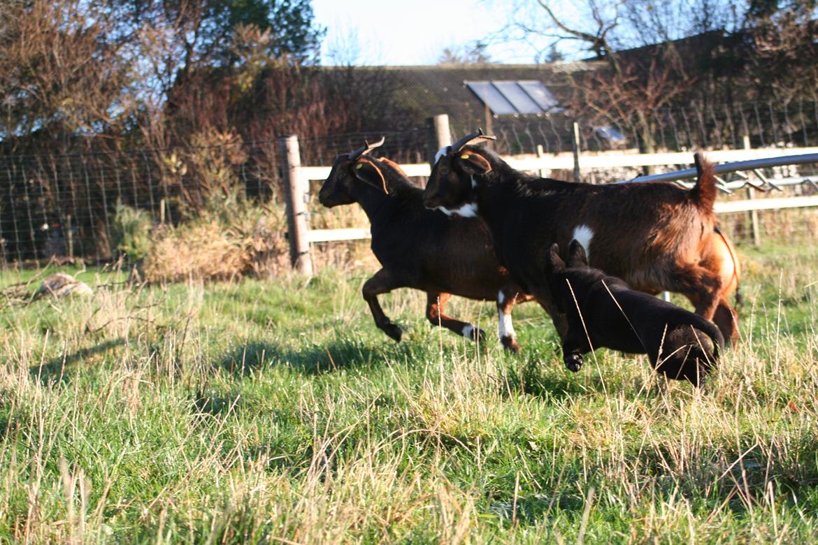 Schæferhund Jenager´s Call      "  Ghost  " - HU HEJ hvor det er sjovt. billede 13