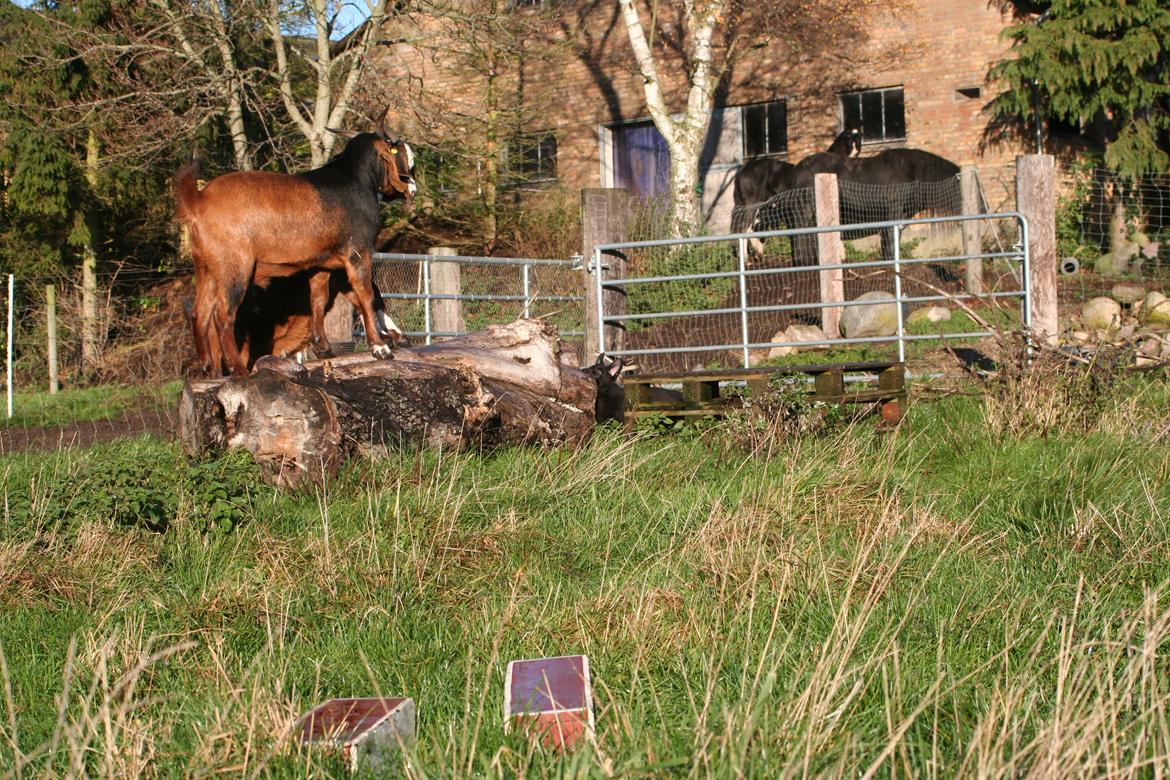 Schæferhund Jenager´s Call      "  Ghost  " billede 14