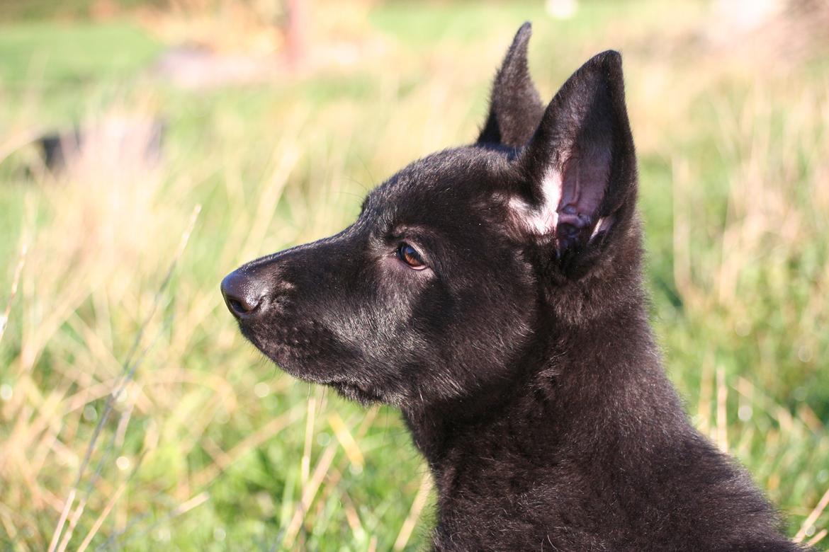 Schæferhund Jenager´s Call      "  Ghost  " billede 15