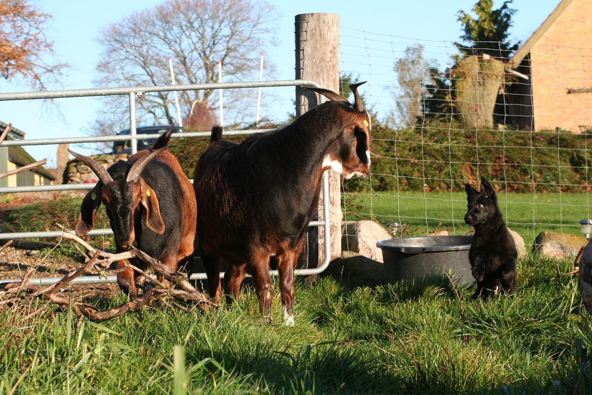 Schæferhund Jenager´s Call      "  Ghost  " - Bøøøøøøøh... billede 16