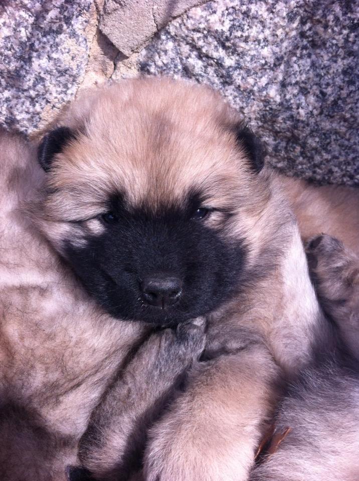 Eurasier Cato / Skovagergaards Jello - Skovagergaards Jello 4 uger gammel. billede 2