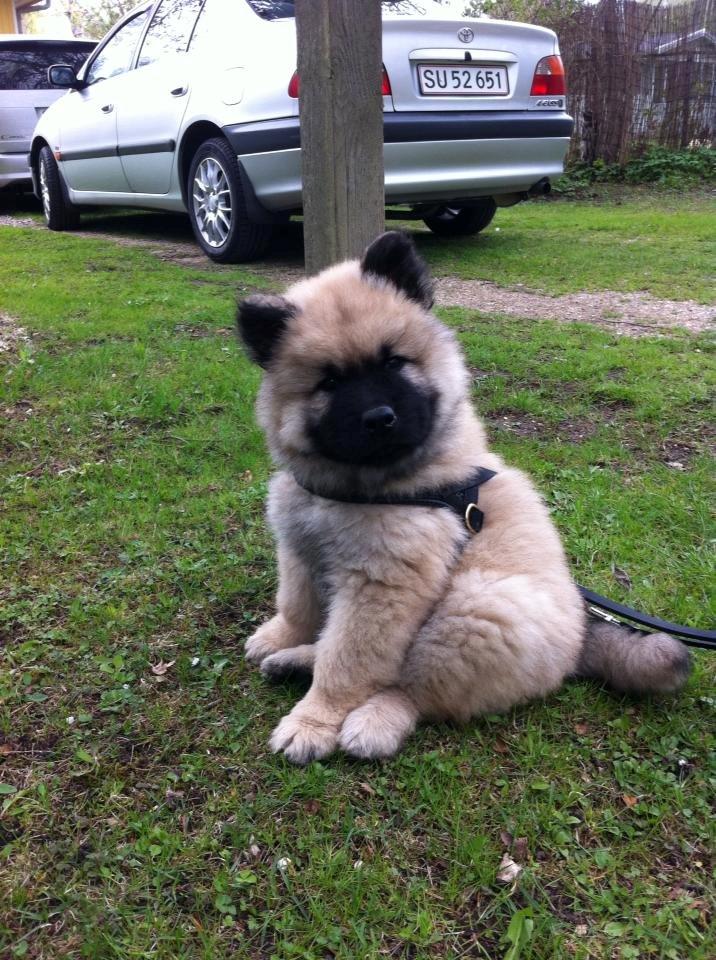 Eurasier Cato / Skovagergaards Jello - Cato 8 uger og den dag vi hentede ham hjem. billede 3