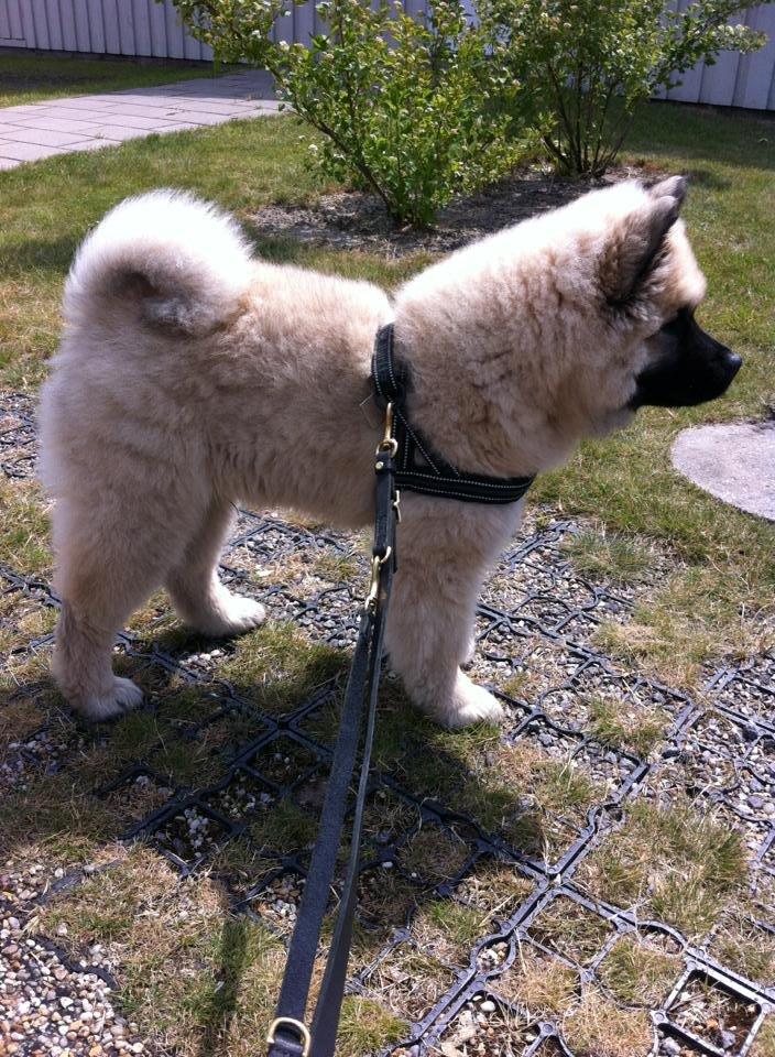 Eurasier Cato / Skovagergaards Jello - ca. 12 uger og på ferie i Lalandia Billund. 1 uge før 1. skue. billede 5