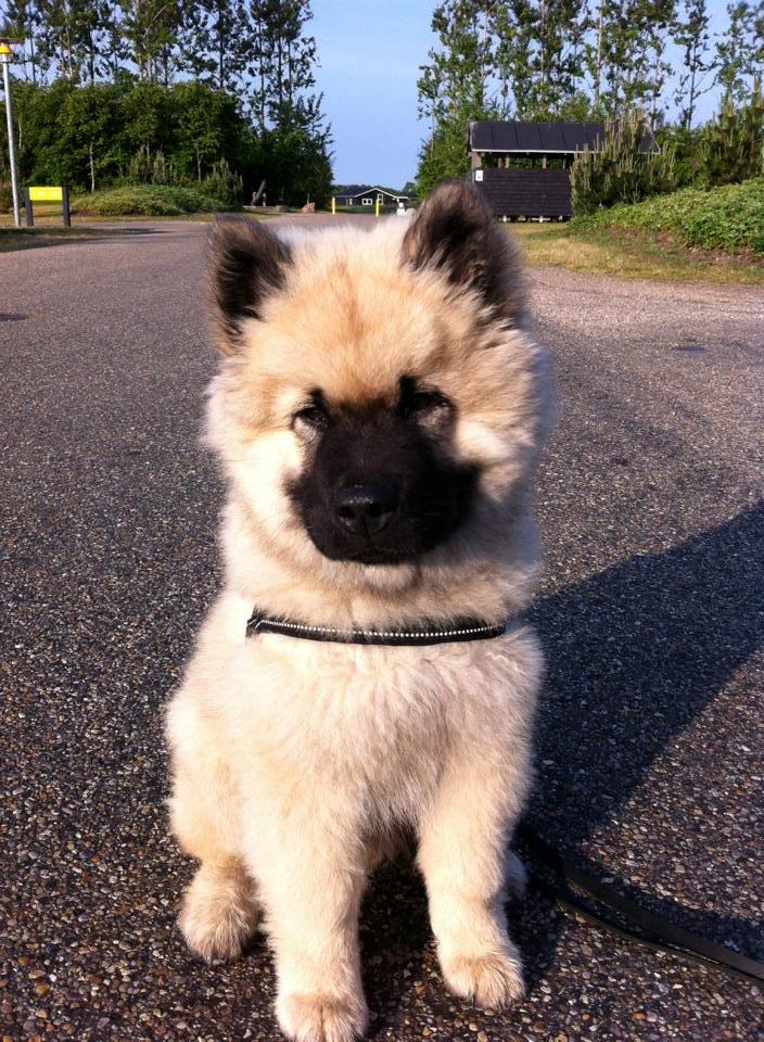 Eurasier Cato / Skovagergaards Jello - ca. 12 uger og på ferie i Lalandia Billund. 1 uge før 1. skue billede 6