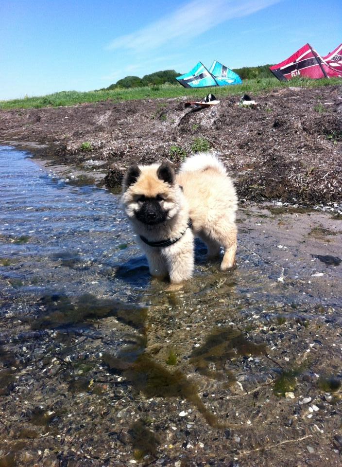 Eurasier Cato / Skovagergaards Jello - På stranden og dyppe tæerne. Han er meget glad for vand. billede 11