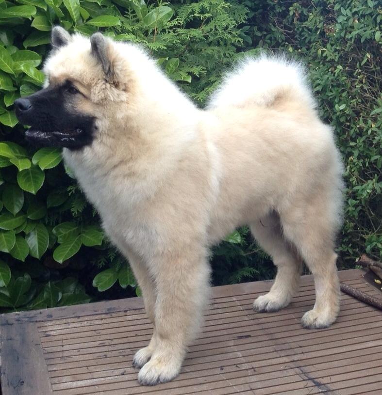 Eurasier Cato / Skovagergaards Jello - Klart til udstilling i Fuglebjerg. Her ca. 4,5 mdr. billede 15