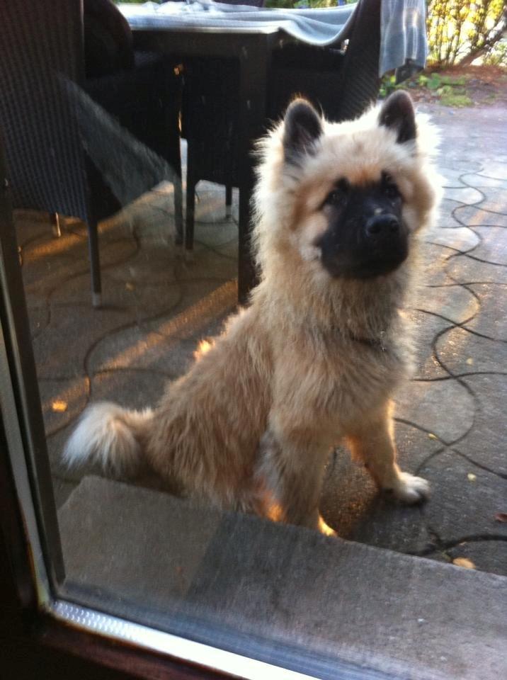 Eurasier Cato / Skovagergaards Jello - Sat til lufttørring i sommervarmen. billede 14