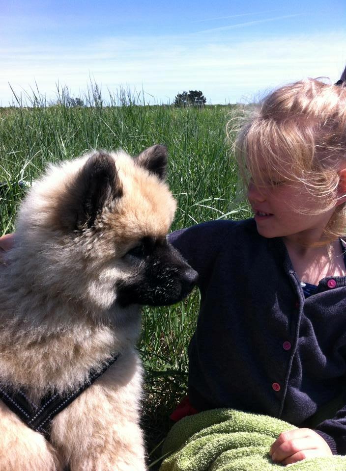 Eurasier Cato / Skovagergaards Jello - min storesøster og jeg. Vi har det skægt sammen. billede 12