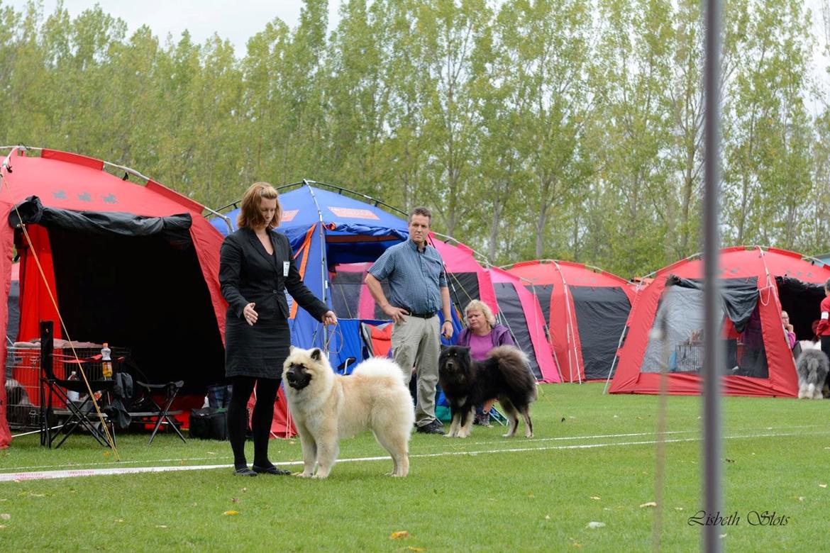 Eurasier Cato / Skovagergaards Jello - Udstillingen i Ballerup hvor Cato fik SL og blev BIR hvalp. billede 20