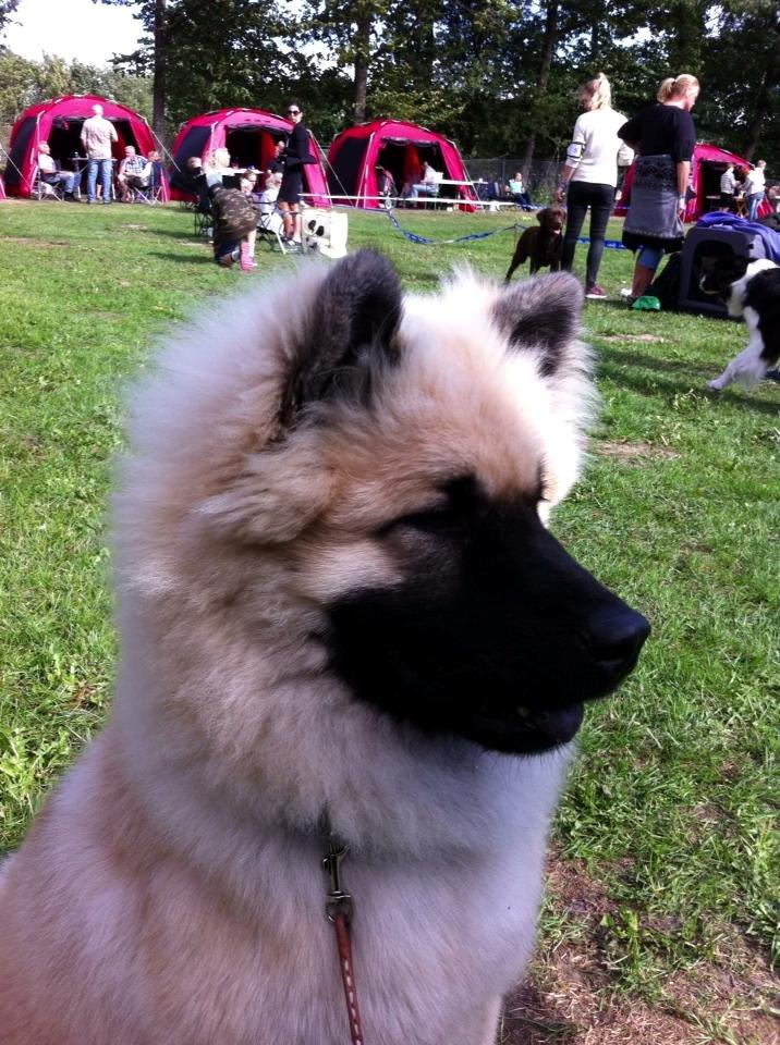 Eurasier Cato / Skovagergaards Jello - Til hundematch i Roskilde. en sjov oplevelse, i kamp mod andre racer, titler, aldre osv. billede 17