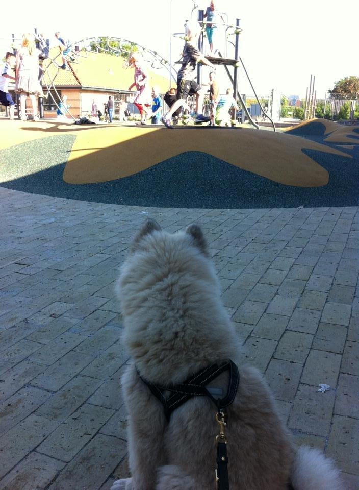 Eurasier Cato / Skovagergaards Jello - Afleverer min storebror i skolen, og kigger på de mange legende børn. Her ca. 15 uger. billede 7