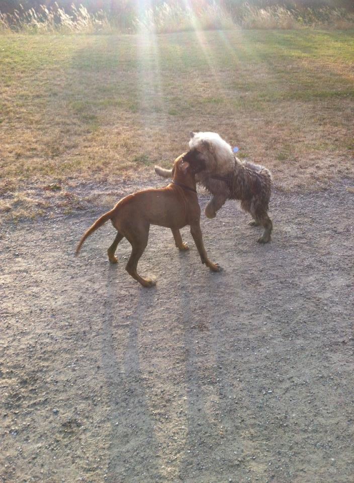 Eurasier Cato / Skovagergaards Jello - Elsker mudderbad og hundeleg. billede 13