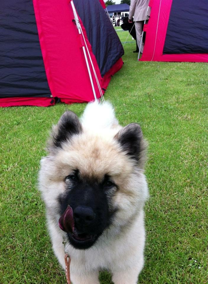 Eurasier Cato / Skovagergaards Jello - 1. skue i Sandved. BIR baby med Særdeles Lovende. billede 8