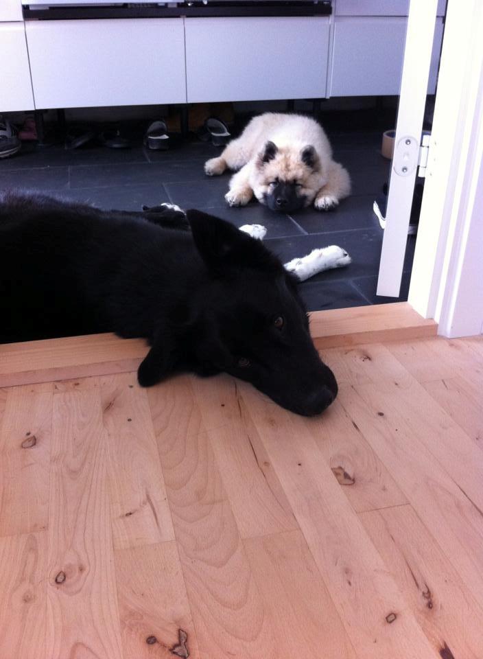 Eurasier Cato / Skovagergaards Jello - Min kammerat Balto. billede 10