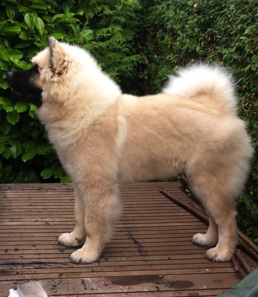 Eurasier Cato / Skovagergaards Jello - Klart til udstilling i Fuglebjerg. Her ca. 4,5 mdr. billede 16