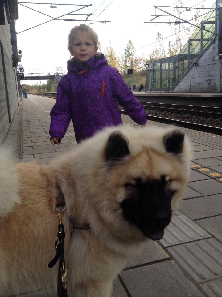 Eurasier Cato / Skovagergaards Jello - Med på metro, tog og elevatortur til Kbh. hovedbanegård. billede 21