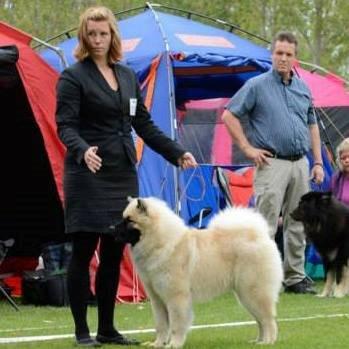 Eurasier Cato / Skovagergaards Jello - Udstilling i Ballerup september 2013. billede 19