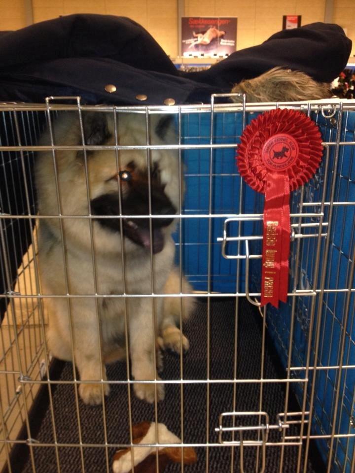 Eurasier Cato / Skovagergaards Jello - Herning 2013 lørdag. BIR hvalp med SL. billede 22