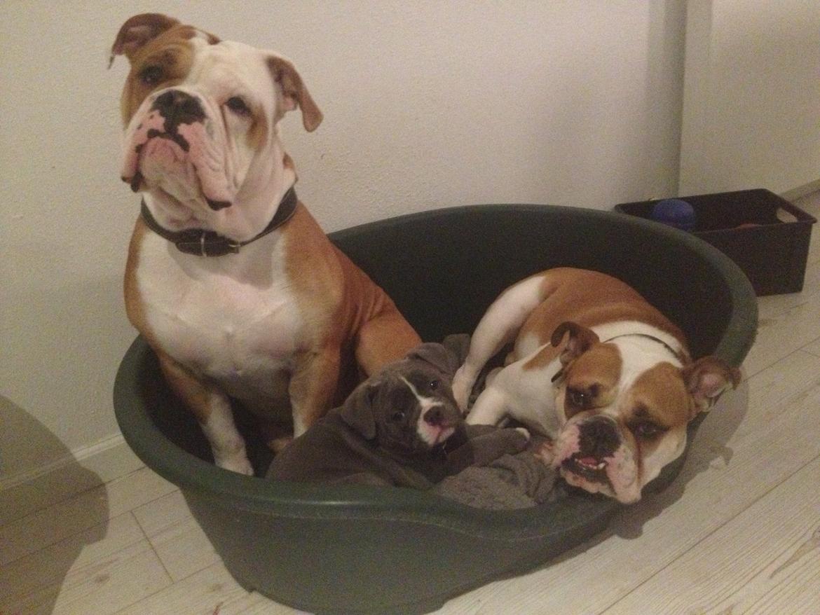 Olde english bulldogge GroovyBulls Marylin Monroe (Amiee) billede 6