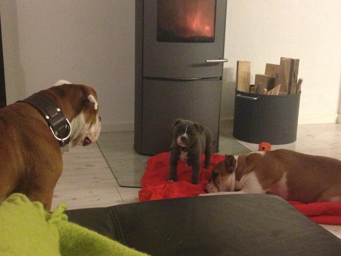 Blanding af racer William billede 28