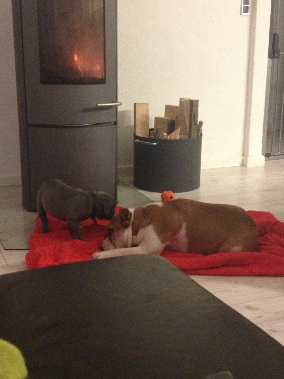 Blanding af racer William billede 29