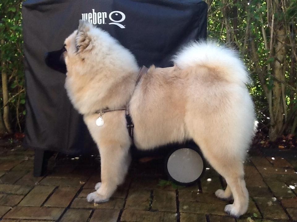 Eurasier Cato / Skovagergaards Jello - Jeg er altså fin, især når jeg er ren og nybørstet. billede 18