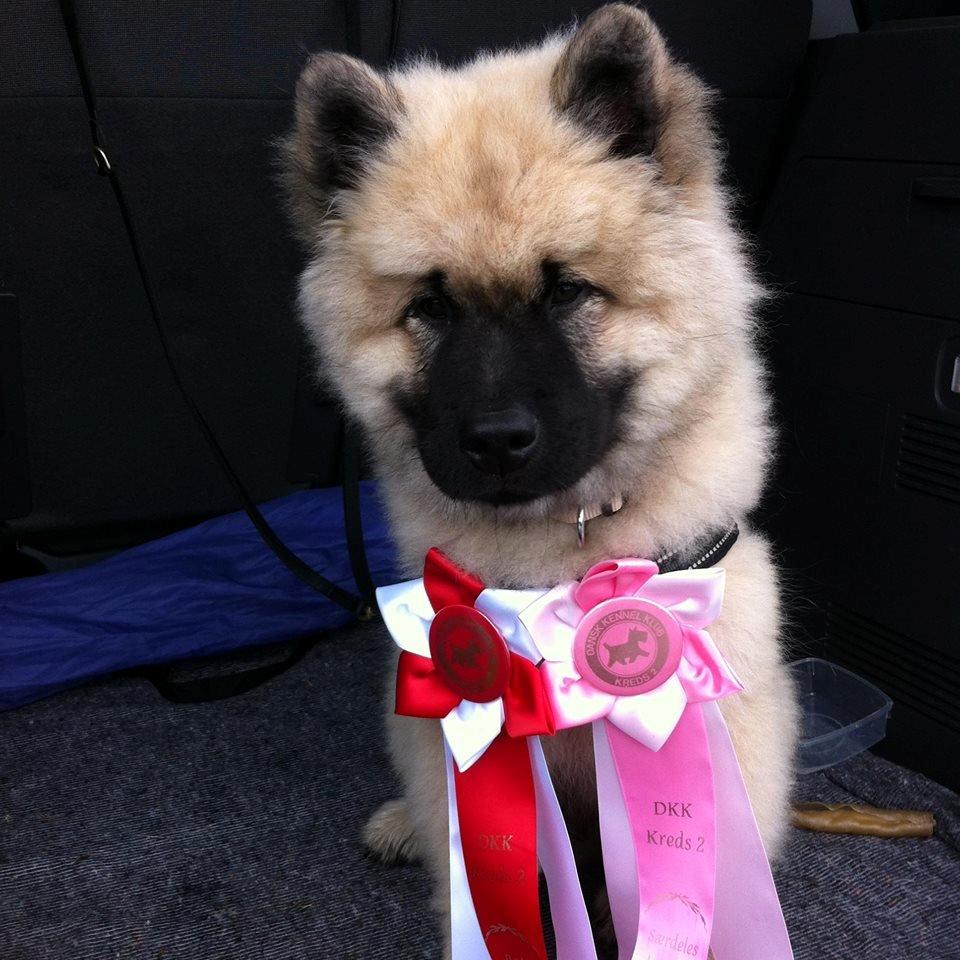 Eurasier Cato / Skovagergaards Jello - Hej venner, jeg hedder Cato. Her med mine første rosetter jeg fik da jeg var 3 mdr. billede 1