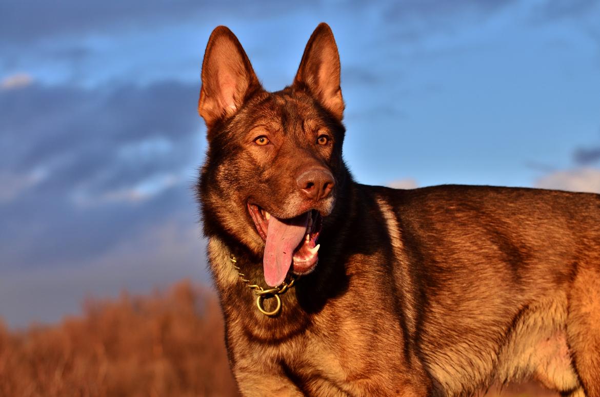 Schæferhund Joy's Sueno billede 17