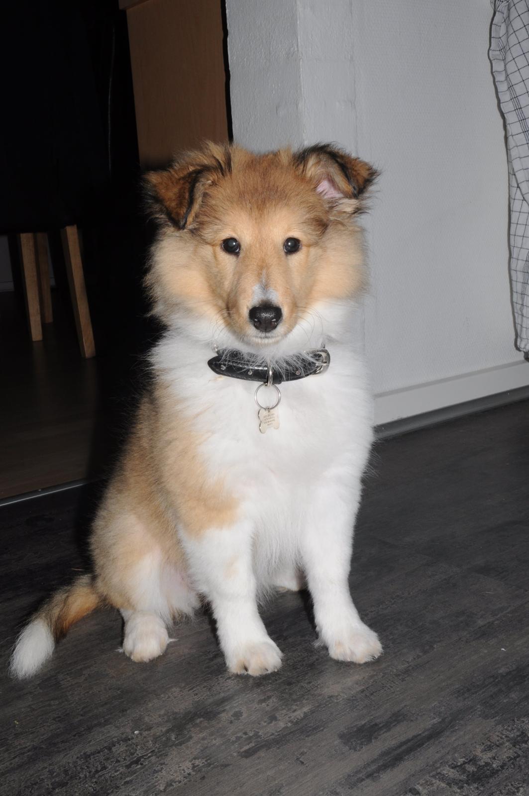 Shetland sheepdog Jenner's Loving Afrodite Sif billede 3