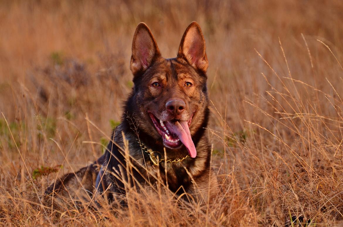 Schæferhund Joy's Sueno billede 19