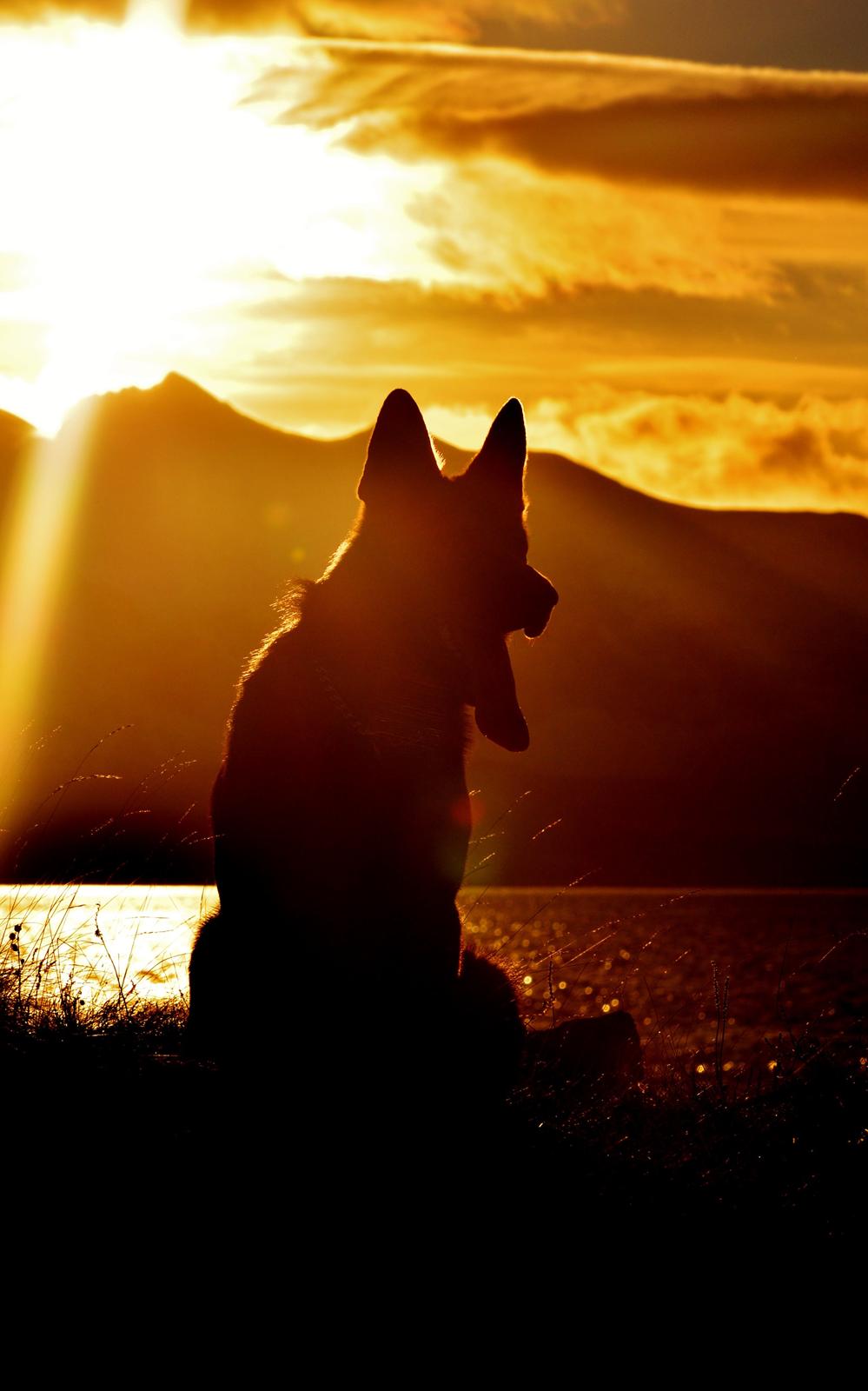 Schæferhund Joy's Sueno billede 20