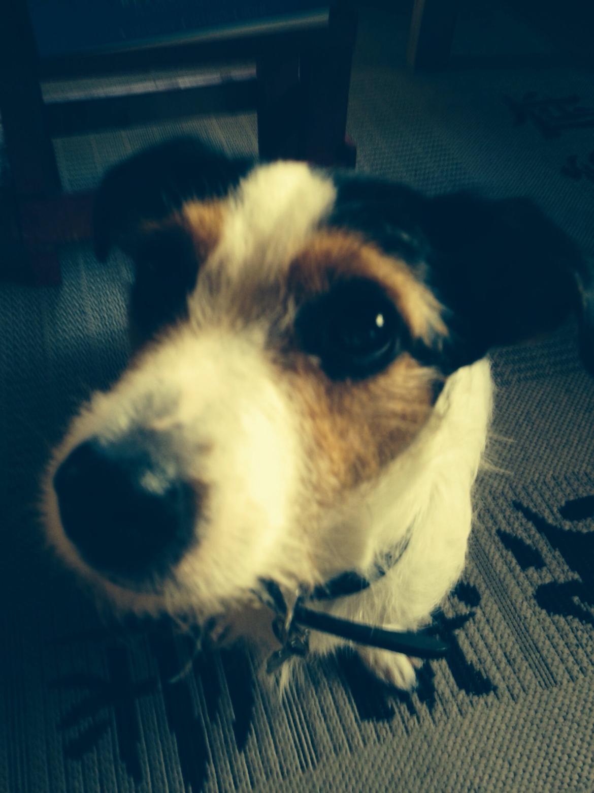 Jack russell terrier Trunte billede 17