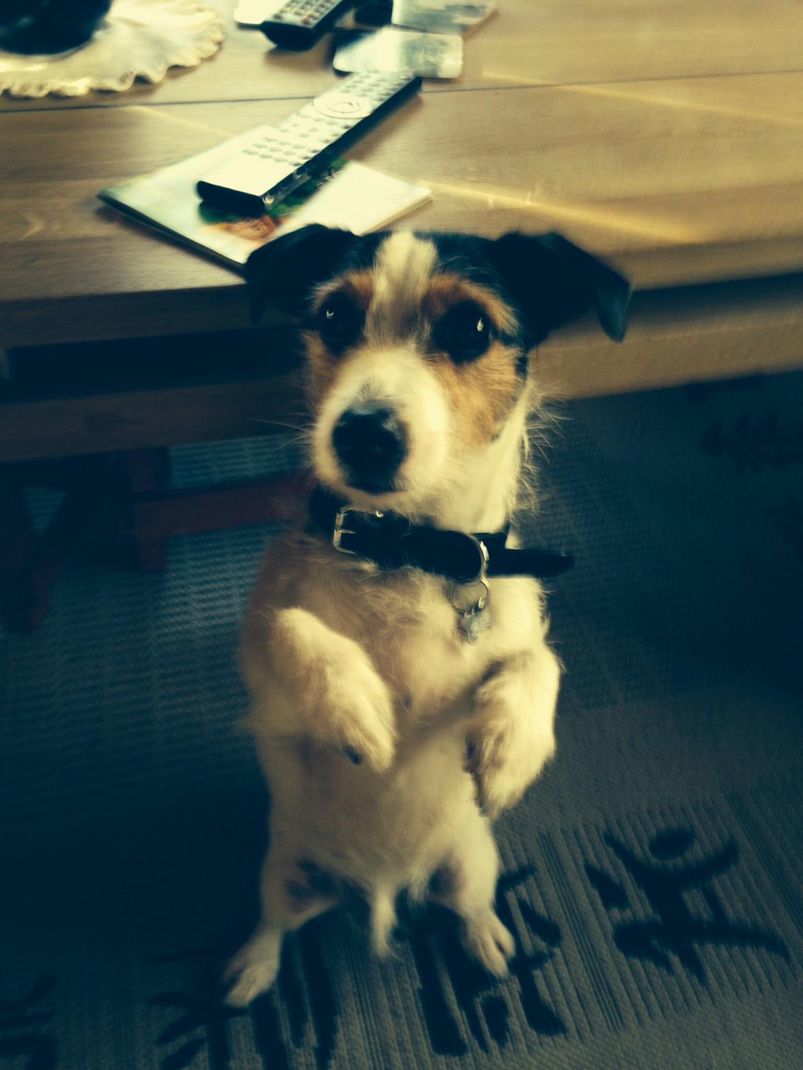 Jack russell terrier Trunte billede 18