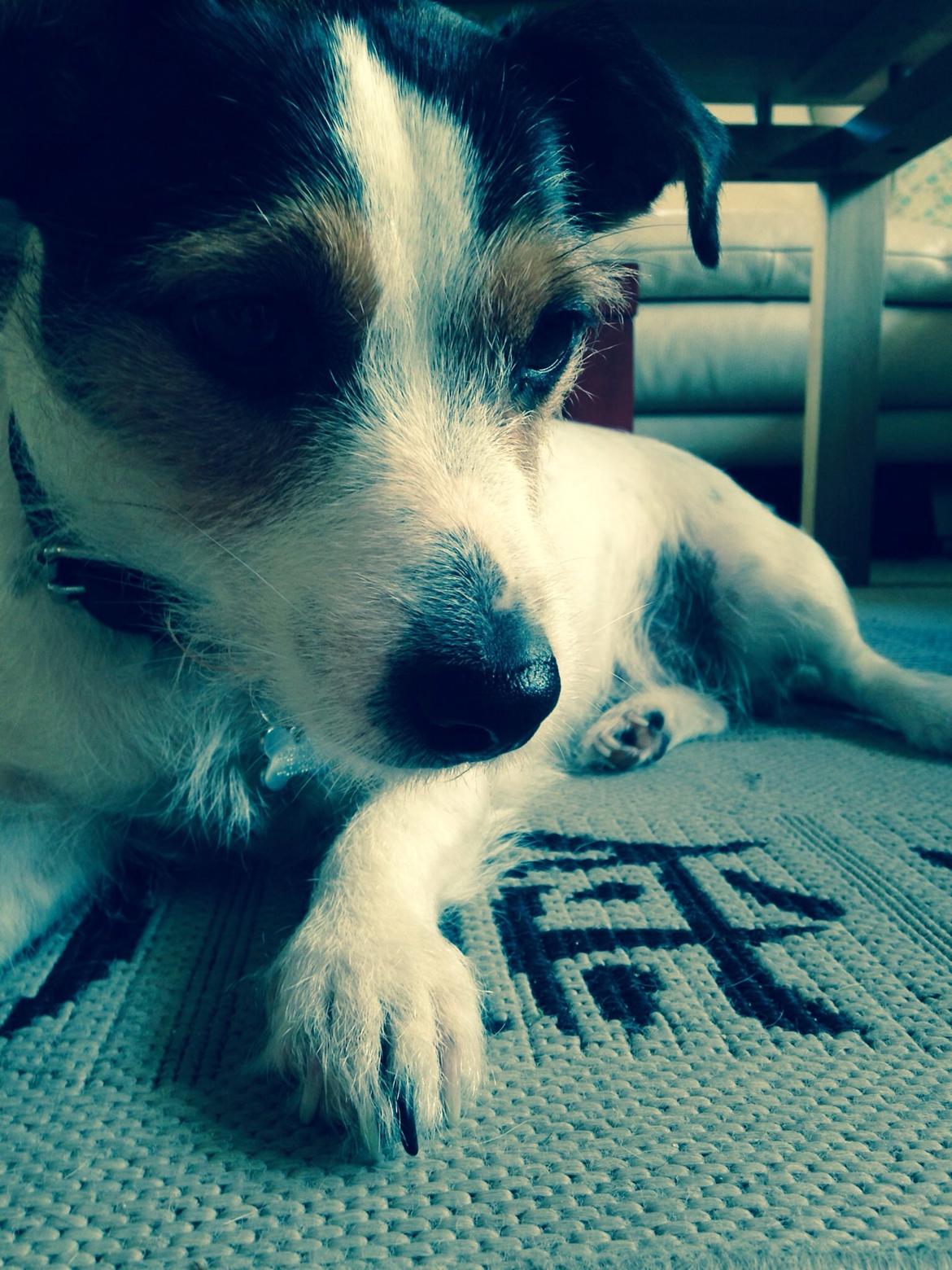 Jack russell terrier Trunte billede 1